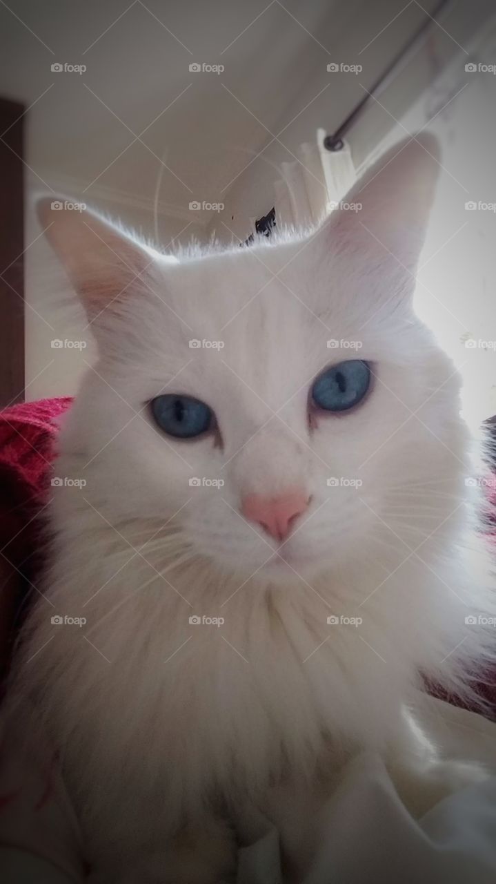 White cat gato branco