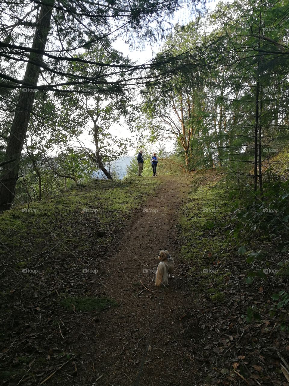 Hiking up a trail and discovering a beautiful view. A dog looks on from the trail.