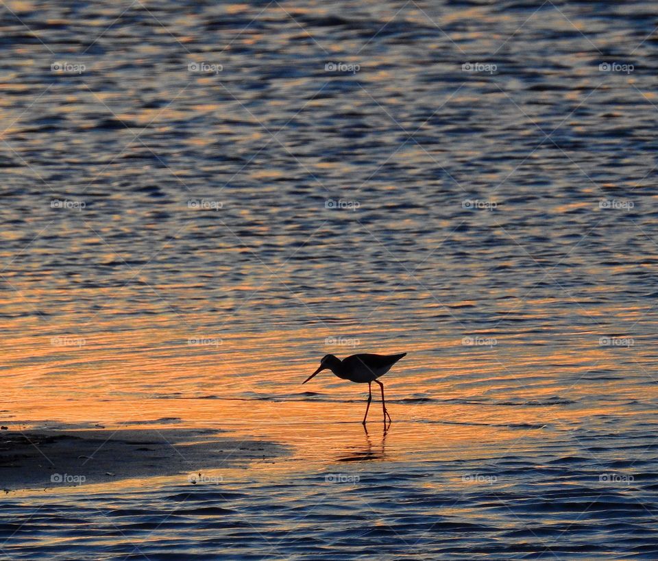 Silhouette of wading bird in sea during sunset