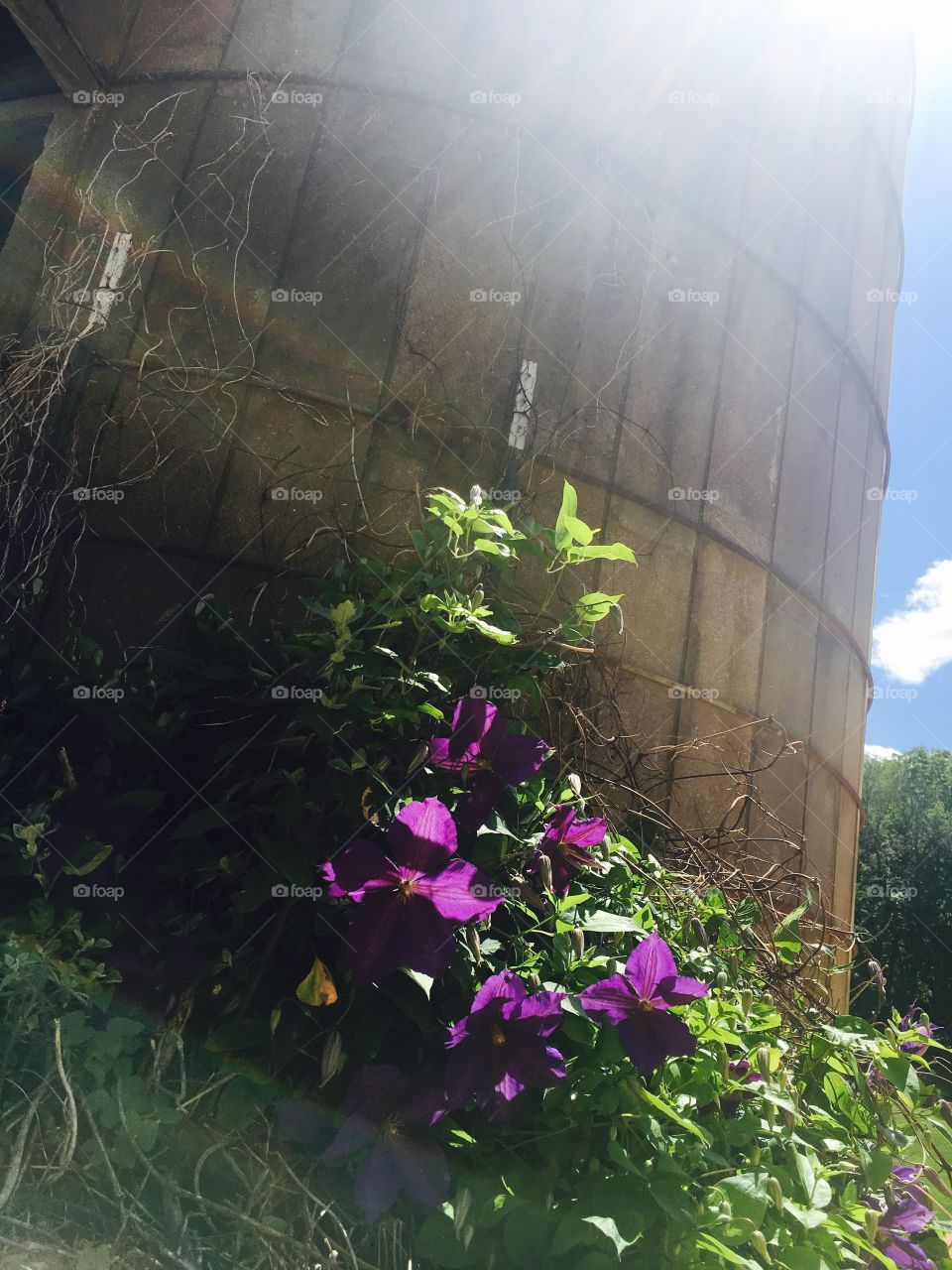 Old silo, new flowers