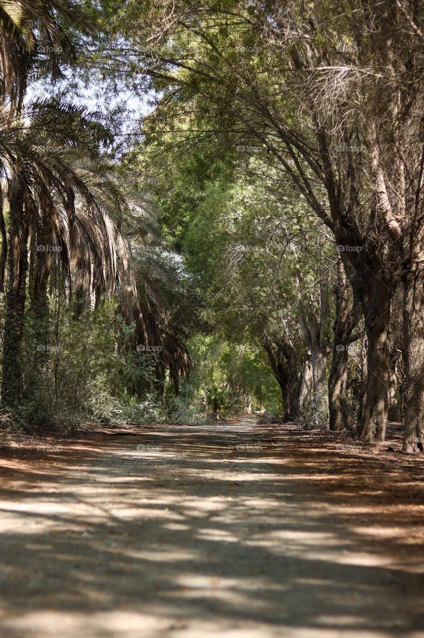 Forest Trail