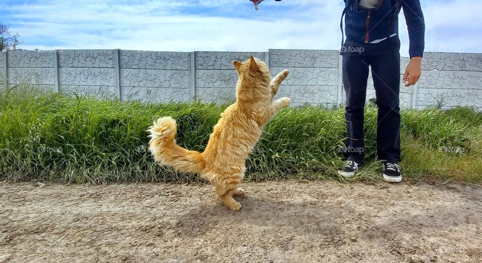 cat stands on its hind legs