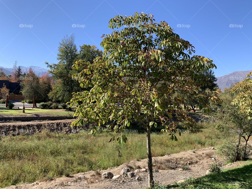 Arboles tree naturaleza