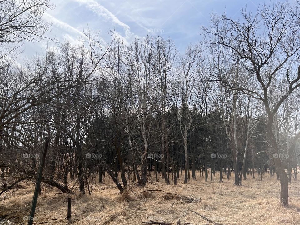 Dry trees are awesome! Do you feel that? IG: Goozmomgg 