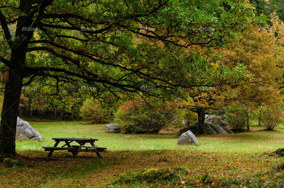 sweden alone trees park by peo