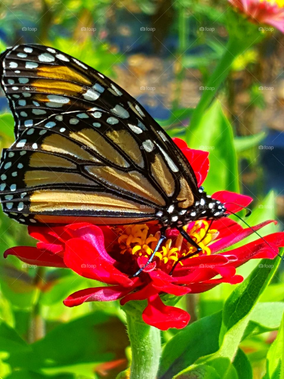 Butterfly on flower