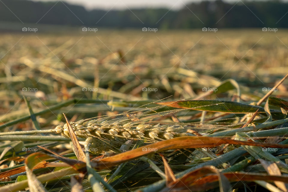 Foap, Cities and Countrysides: Freshly cut winter wheat for silage for cattle. Raleigh, North Carolina. 