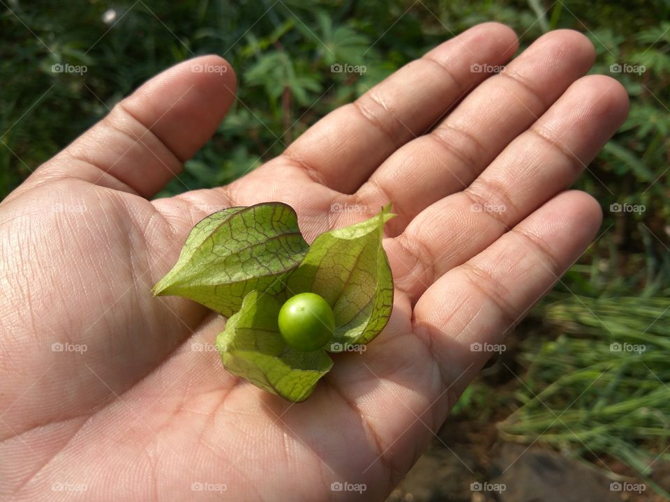 Physalis (Cape Gooseberry) Fruit