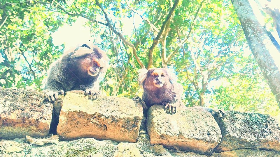 wild friends. two curious little monkeys