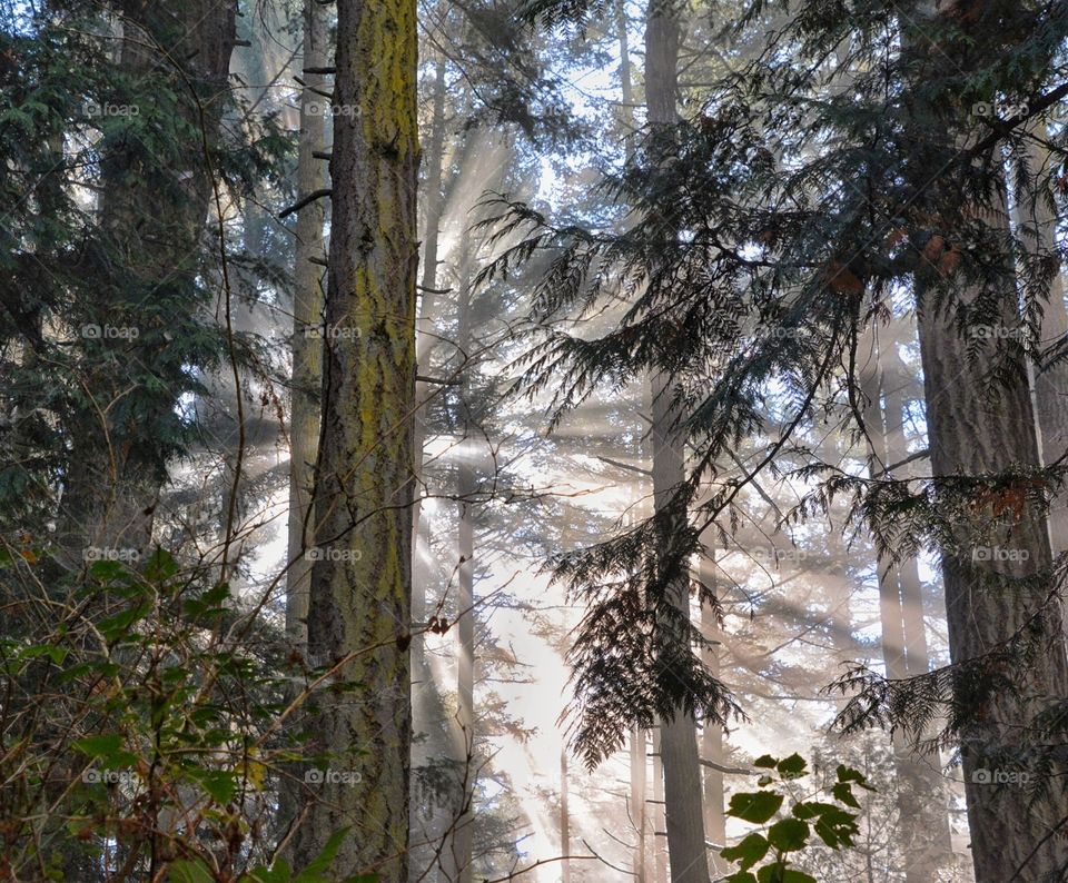 Forest Cathedral