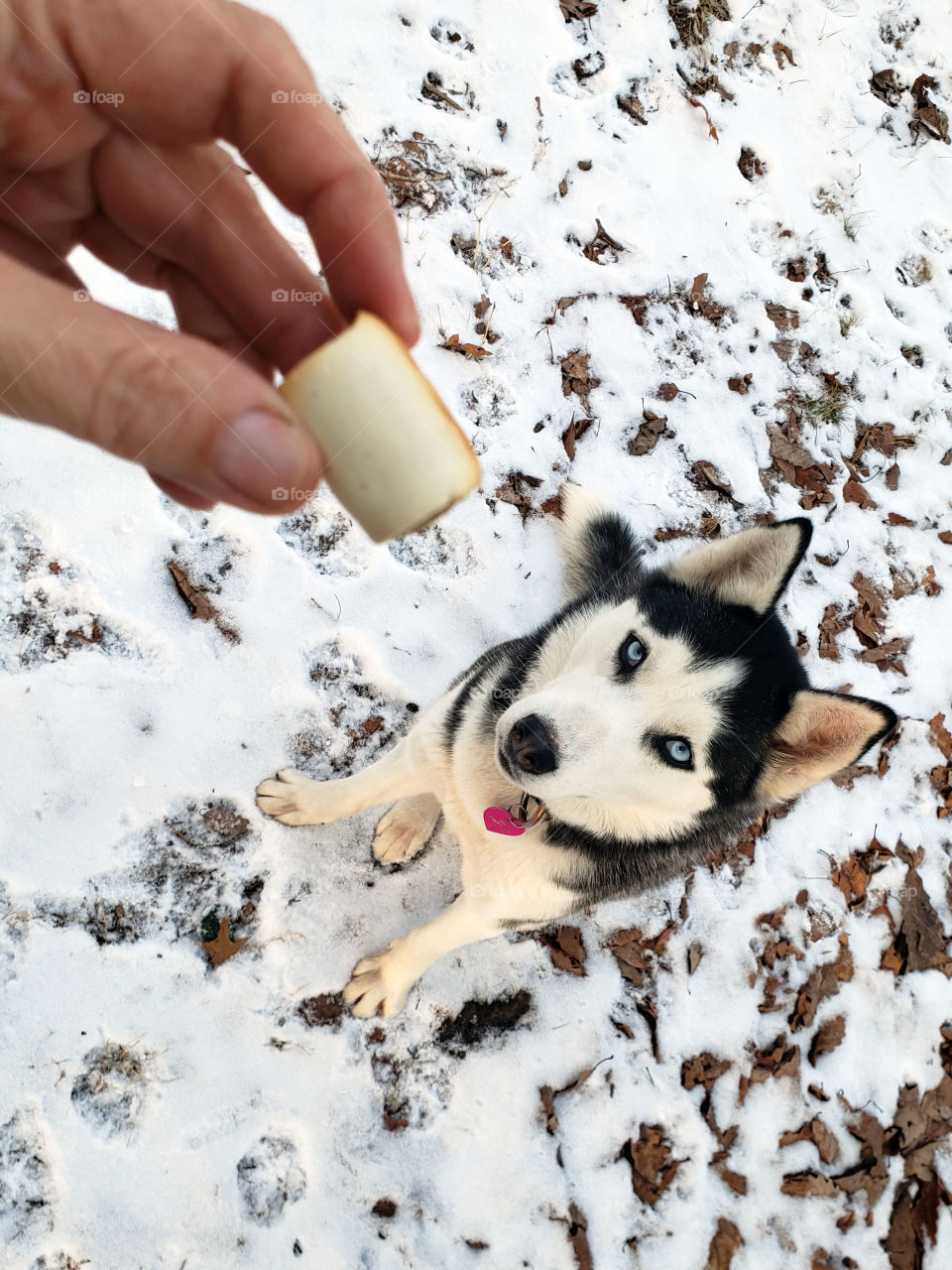 Beautiful young husky looks directly at a hand holding a dog treat