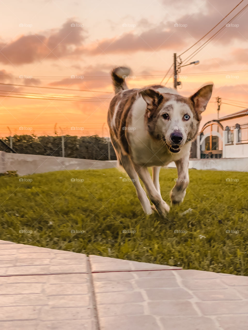 Happy running dog in the sunset