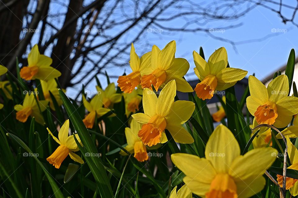 daffodils and the blue sky