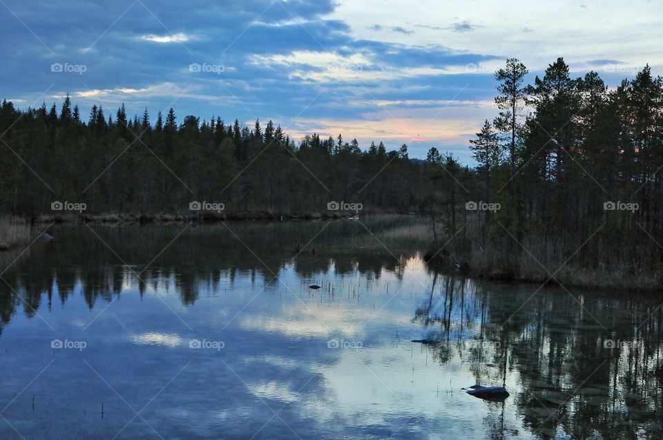 Evening in the woods