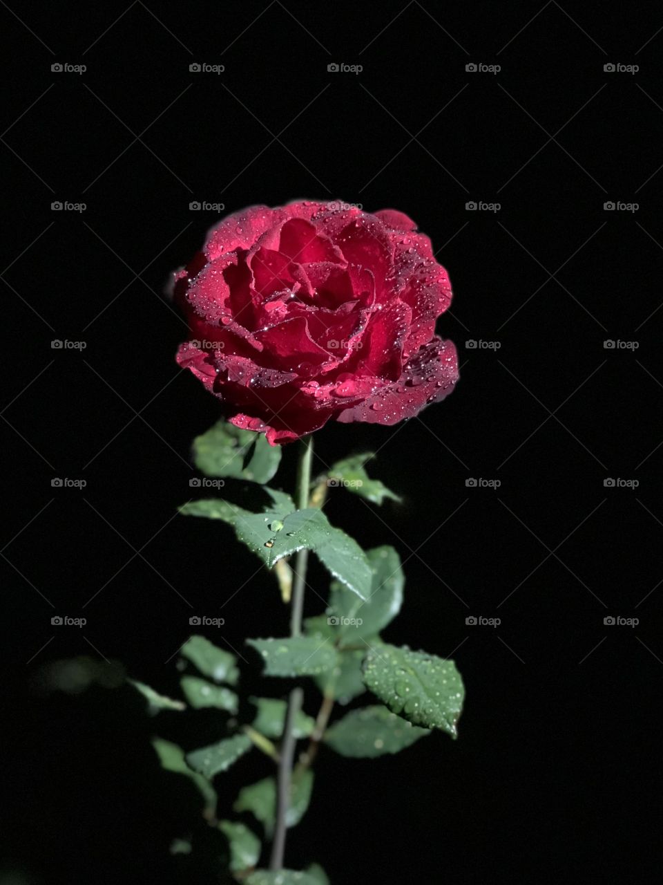 Dripping rose