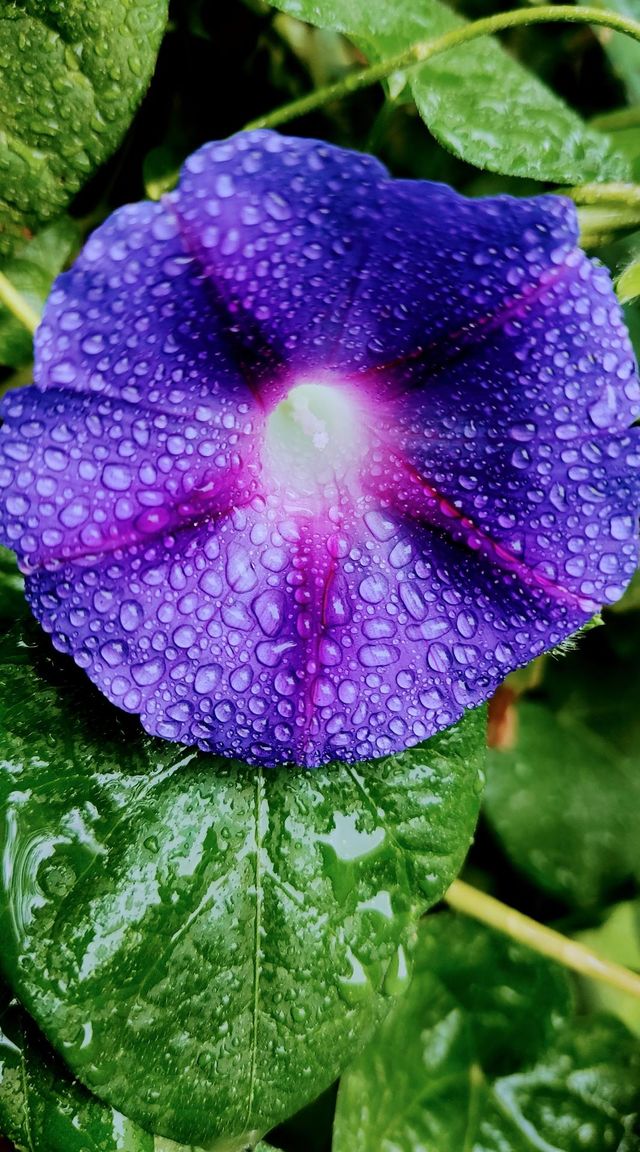 dawn in the rain