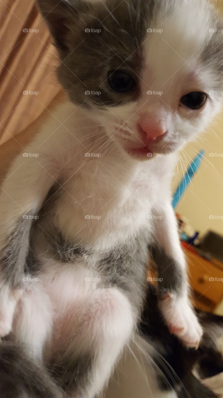 kitten