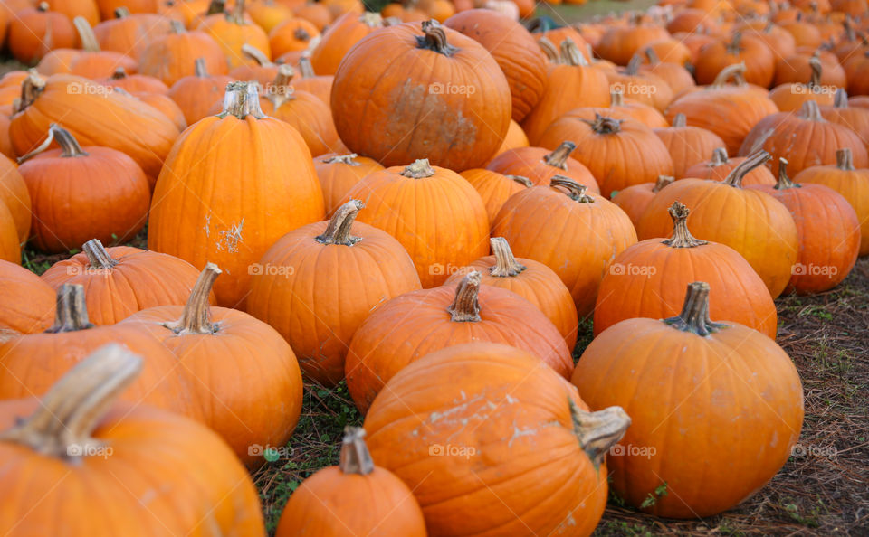 Pumpkins