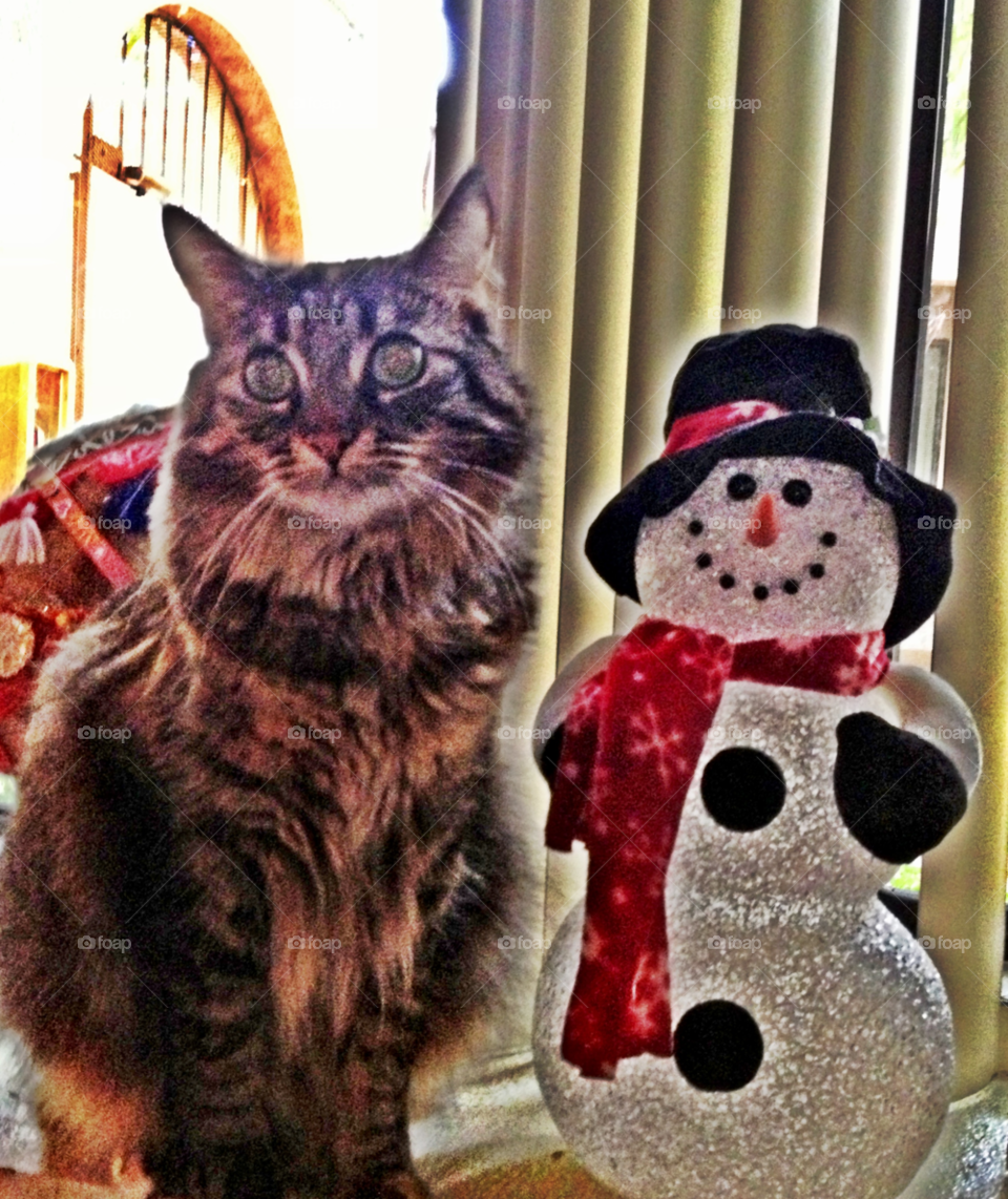 christmas cat animal window by emmanuelgr