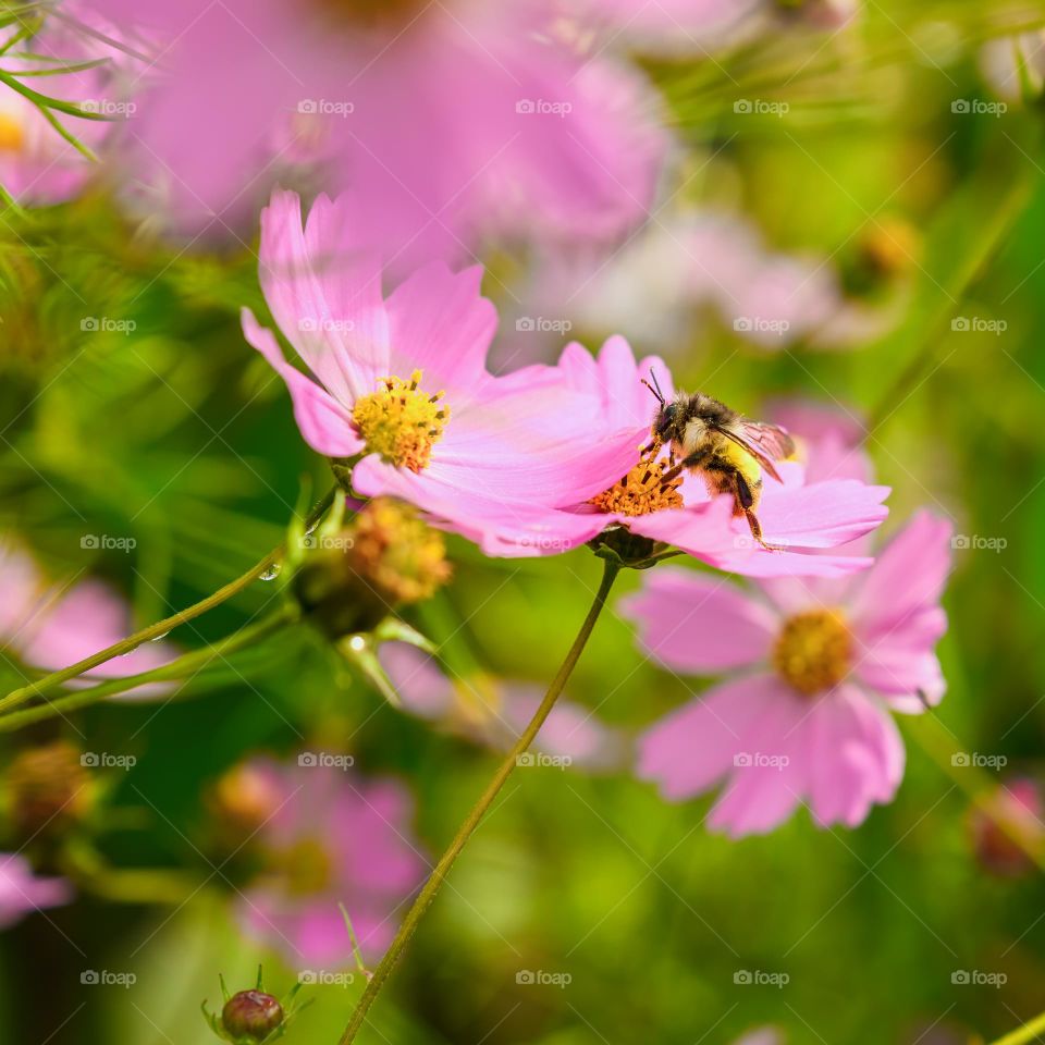 Capturing the beautiful process of pollination, a honeybee collecting nectar from the flowers.