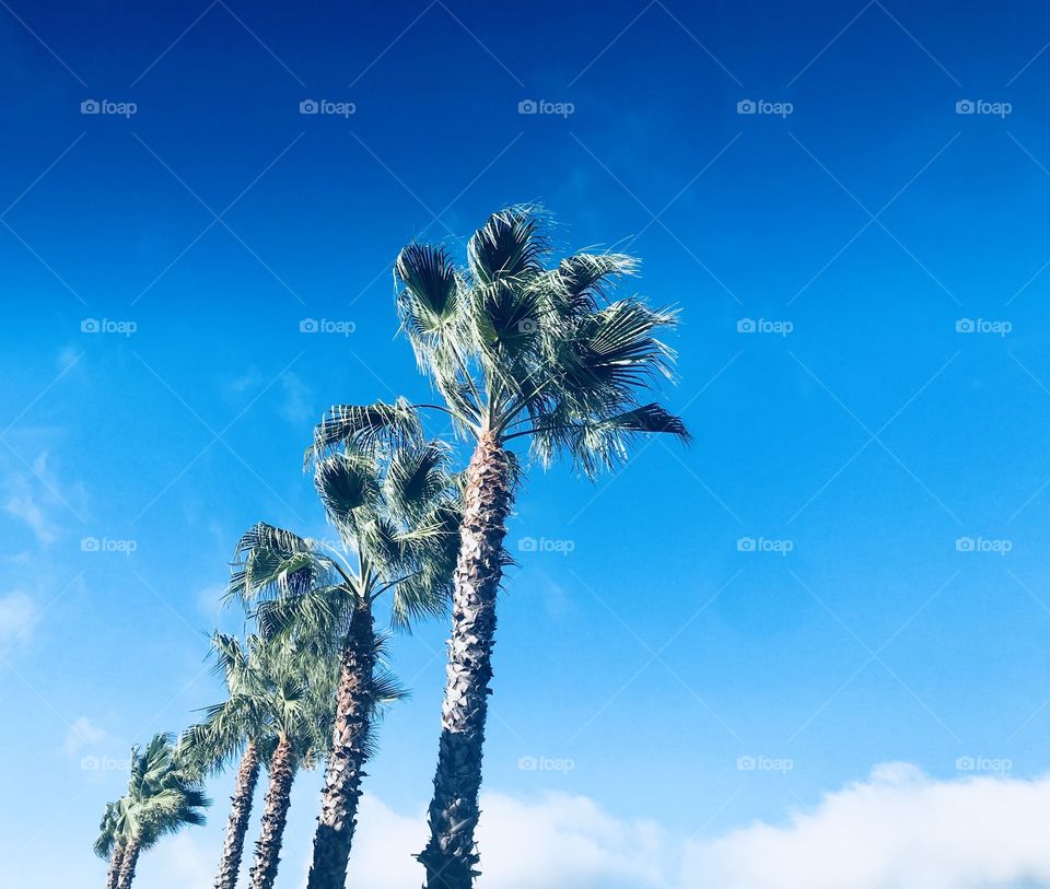 Mighty palm trees and the big blue sky 
