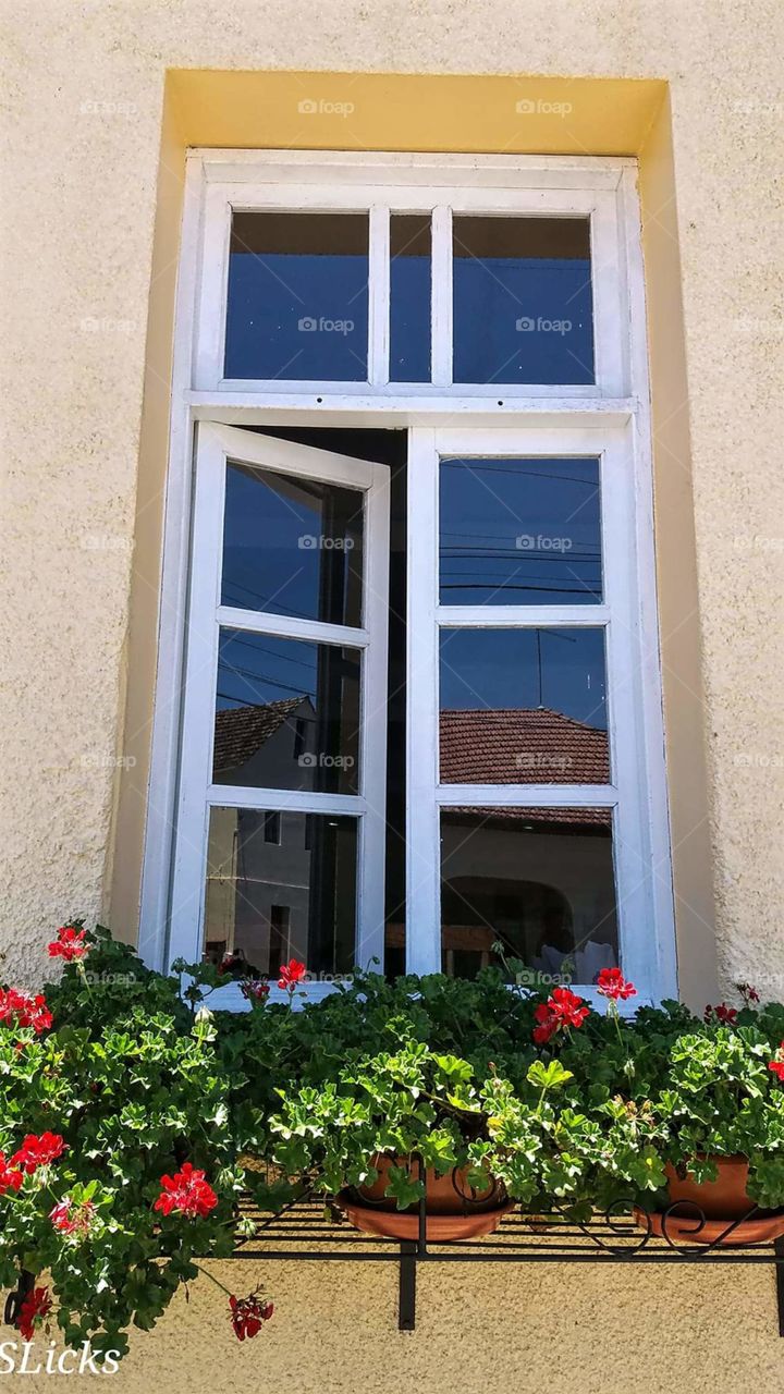 janela com flores
