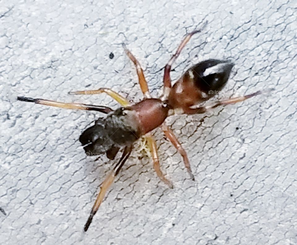 Ant spider?