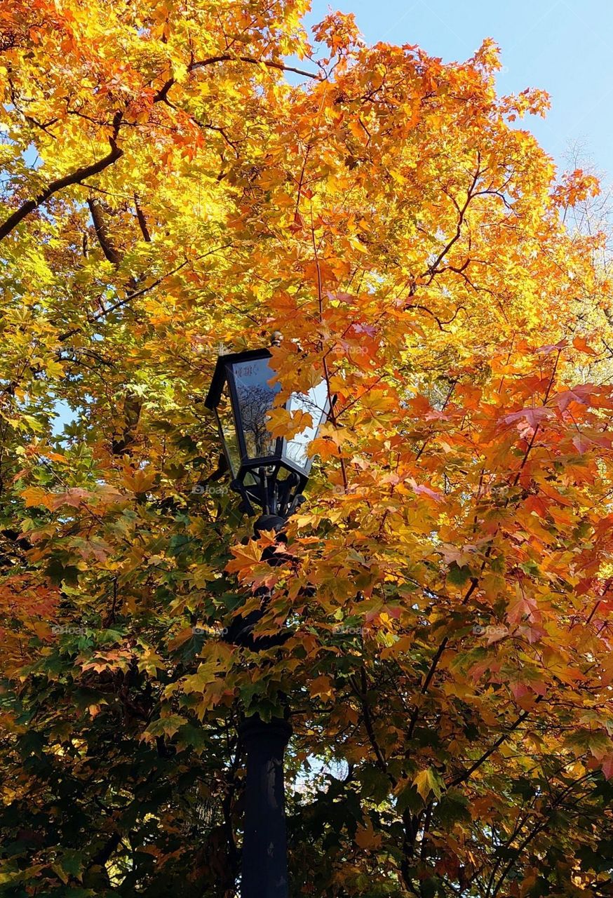 Autumn mood 🍂🍁 Colourful trees 🍁🍂City park🍁🍂