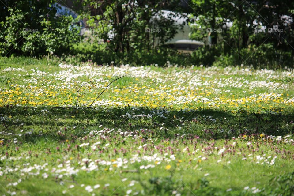 spring flowers