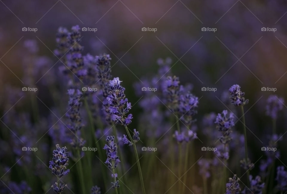 summer lavander morning