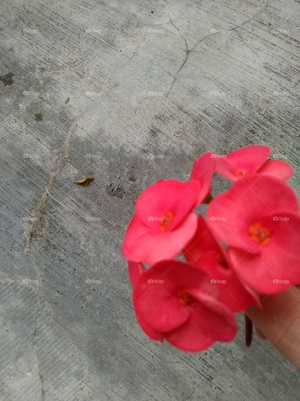 red flowers bloom