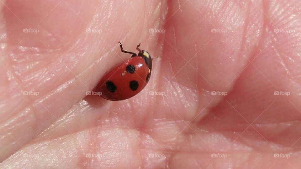 a red coccinelle