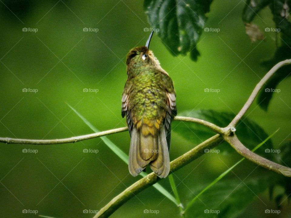 Beautiful bird. Green colibri 