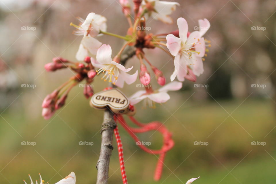 Close up of sakura tree cherry blossom with a friend necklace outdoors during spring