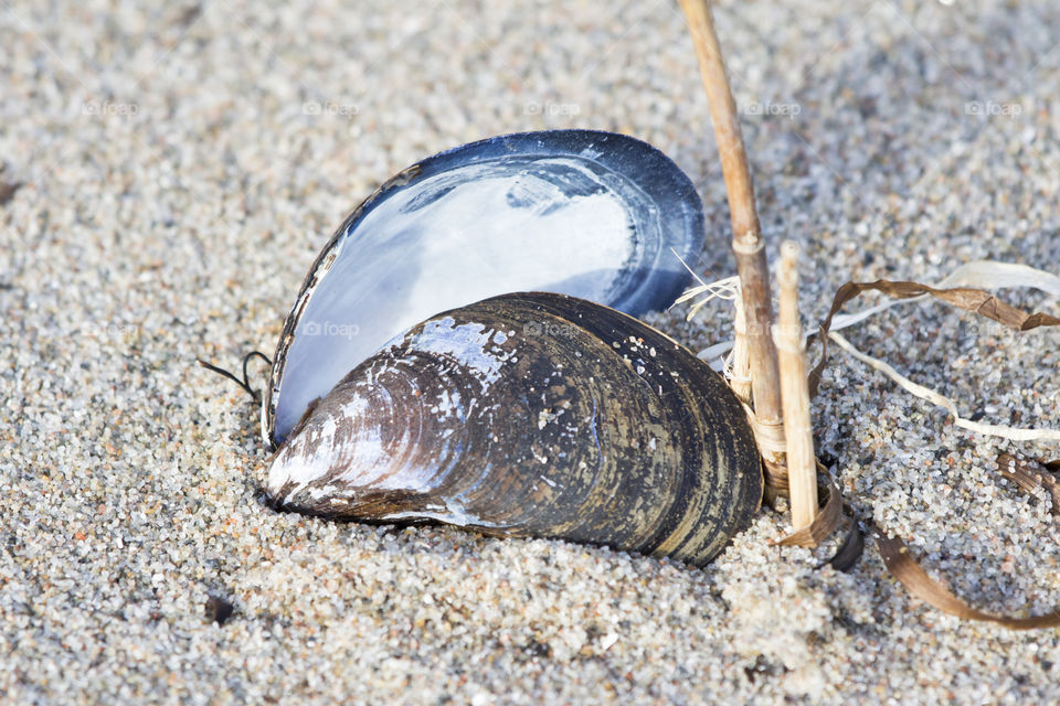 Blue seashell on the beach