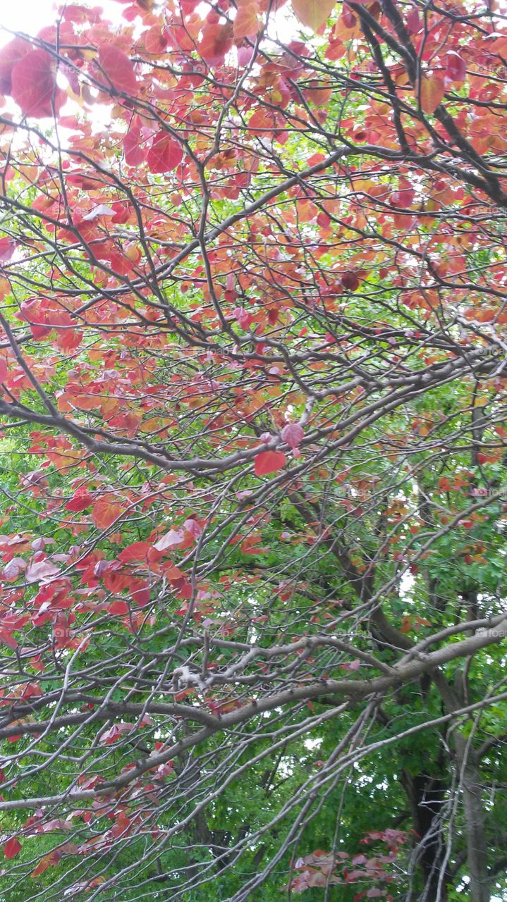 spring. flowers. beauty