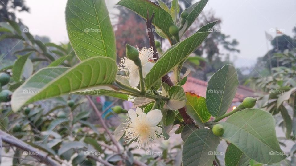 a beautiful guava flowers with her beautiful leafs and buds.