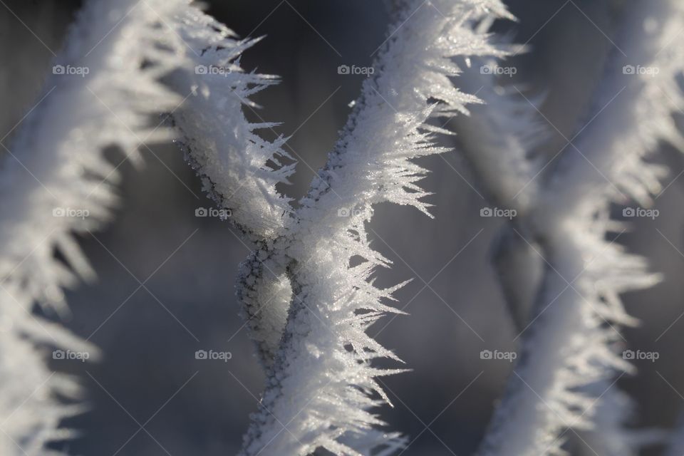 Close-up of a frozen fence