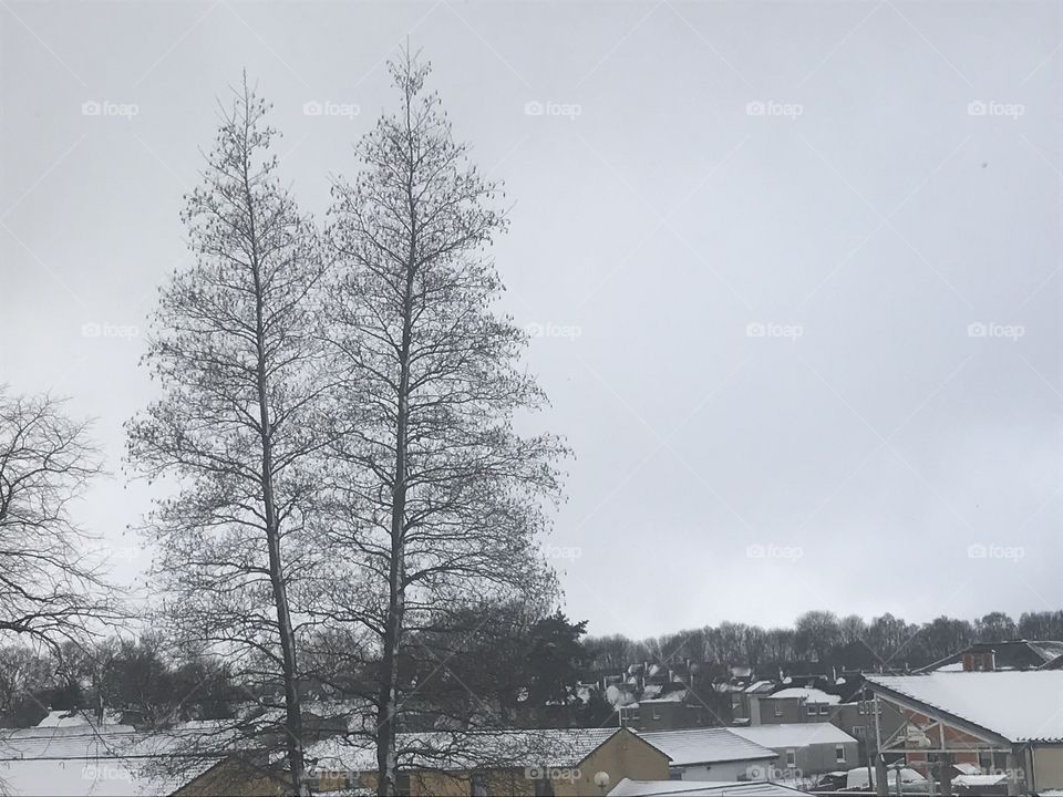 Beautiful picture of trees in the middle of a snowstorm 