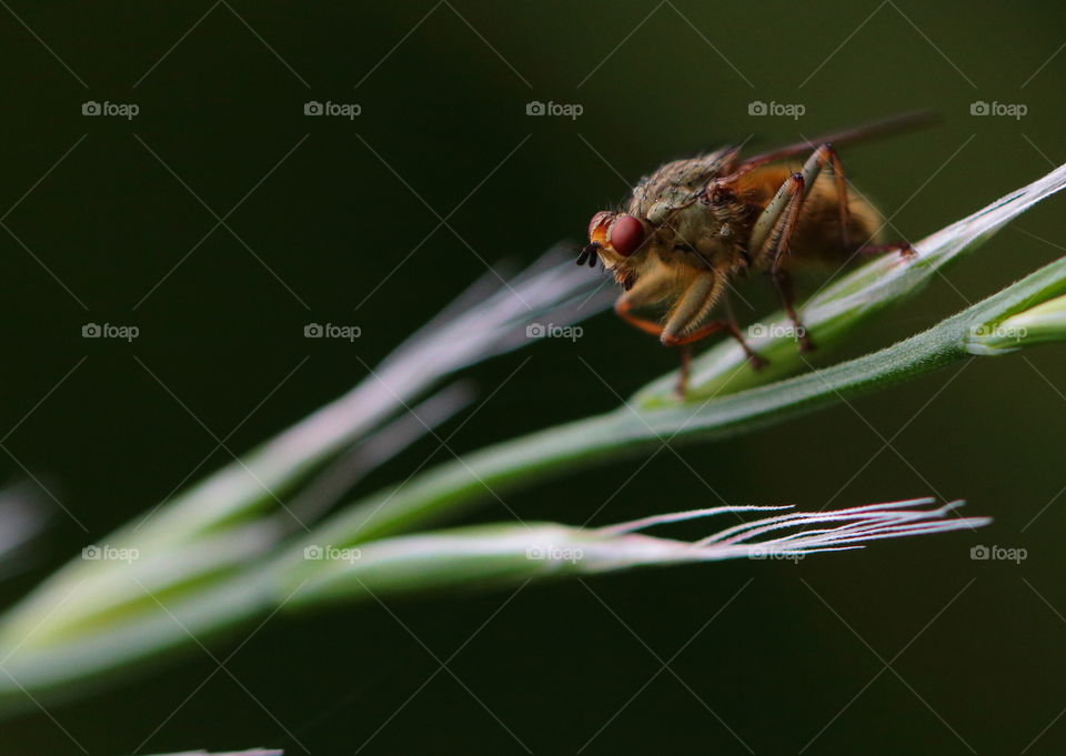 Fly On Leaf 