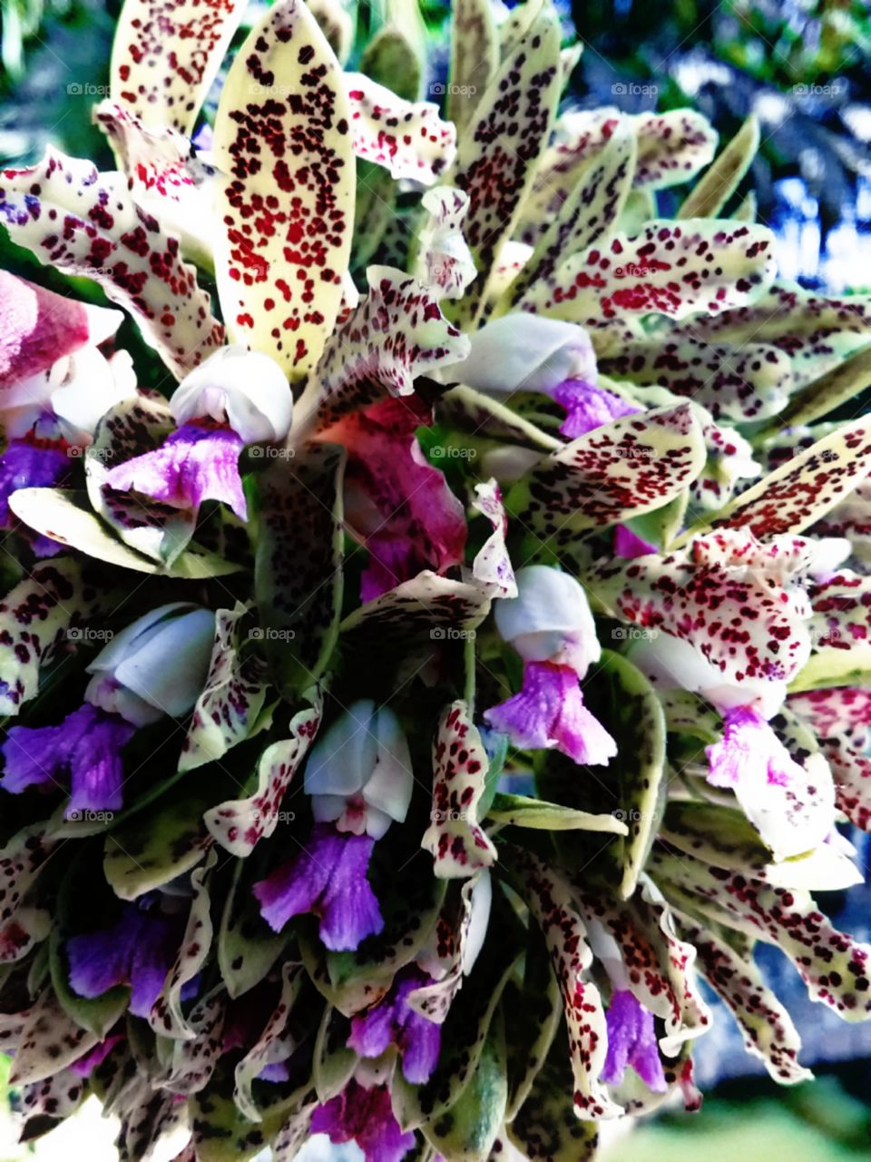 Sarapintadas de cor e frescor.