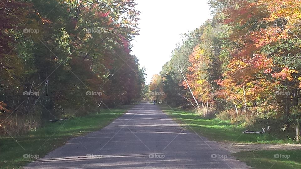 Road, Fall, Leaf, Tree, Guidance