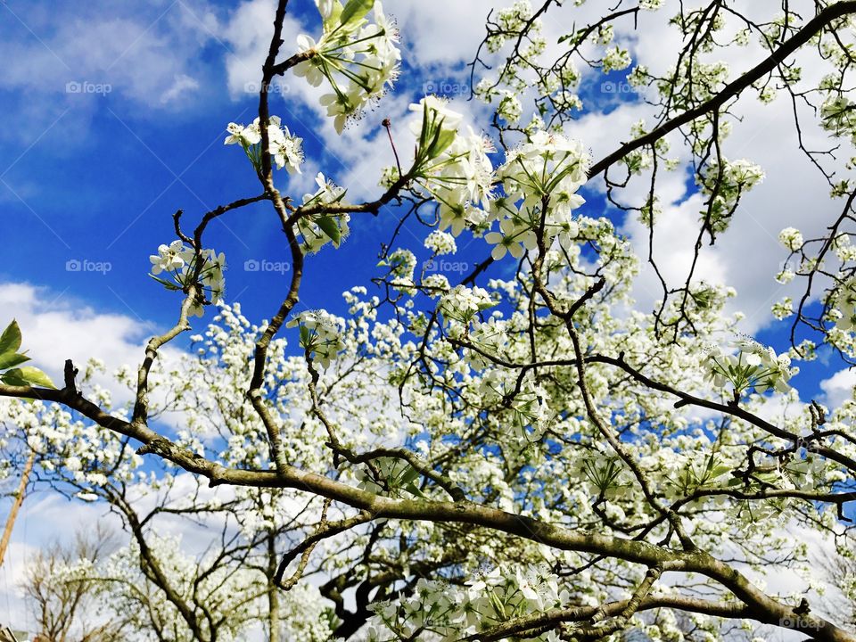 Low angle view of white flowers in springtime