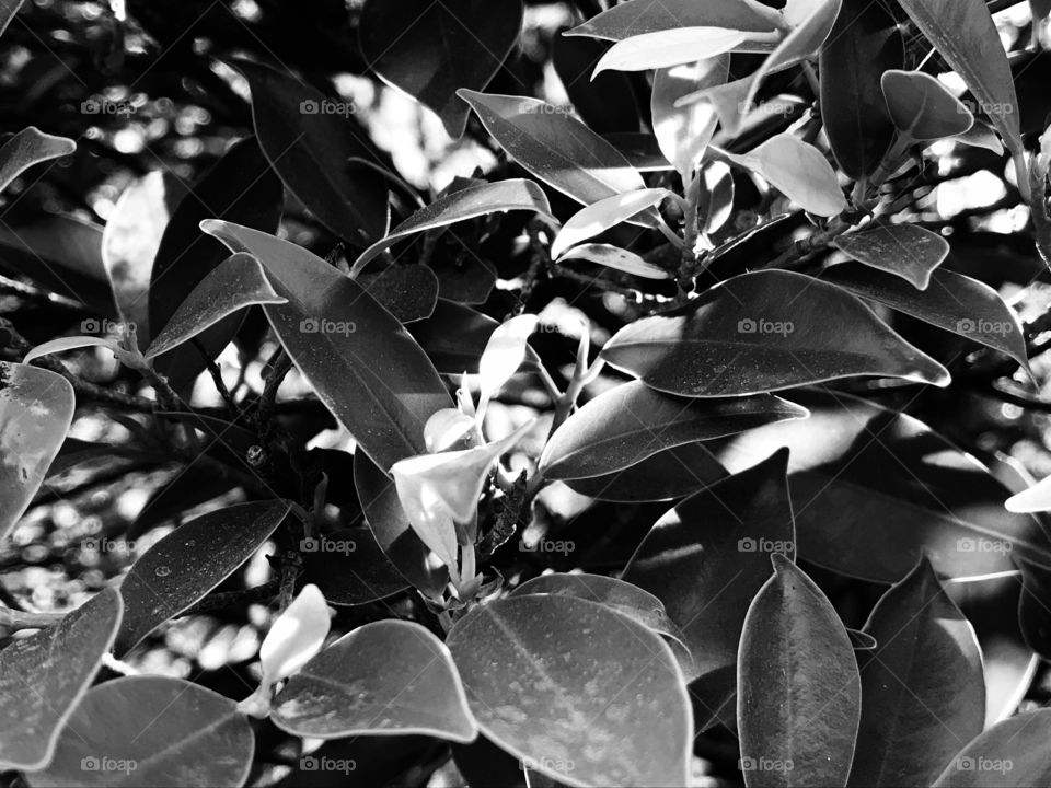 Black and white or dark and light