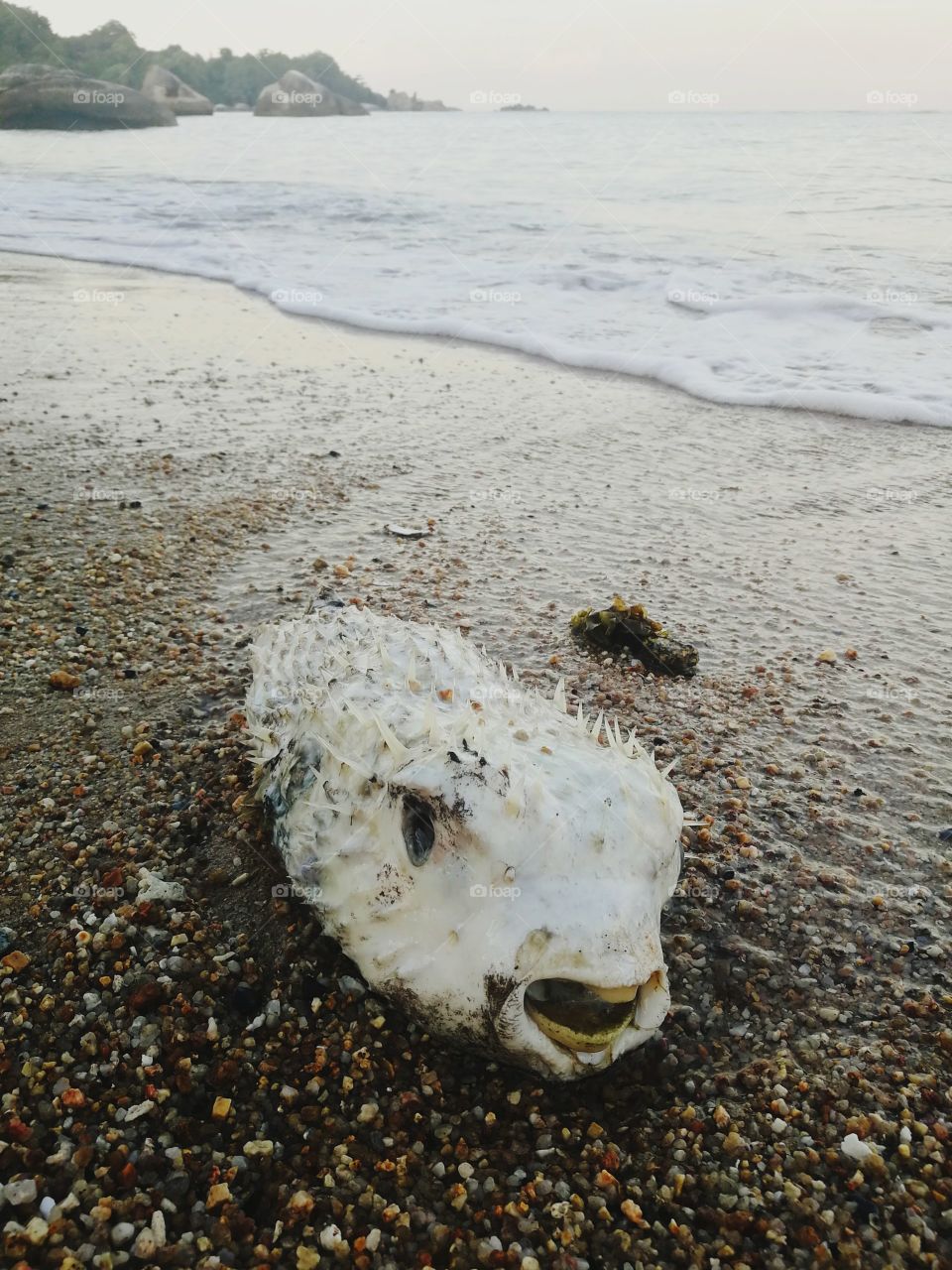 Dead hedgehog fish on beach