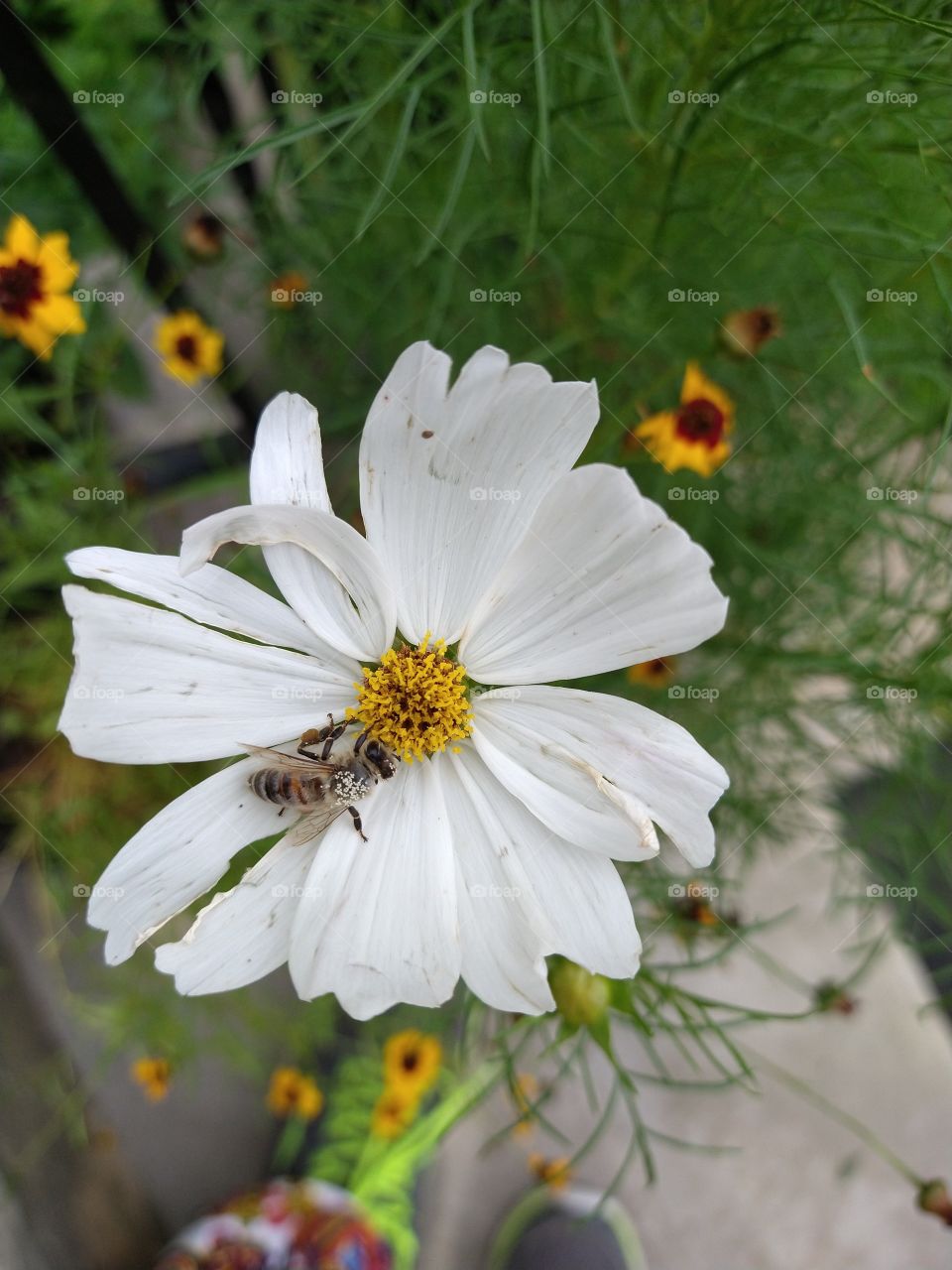 Bee pollination