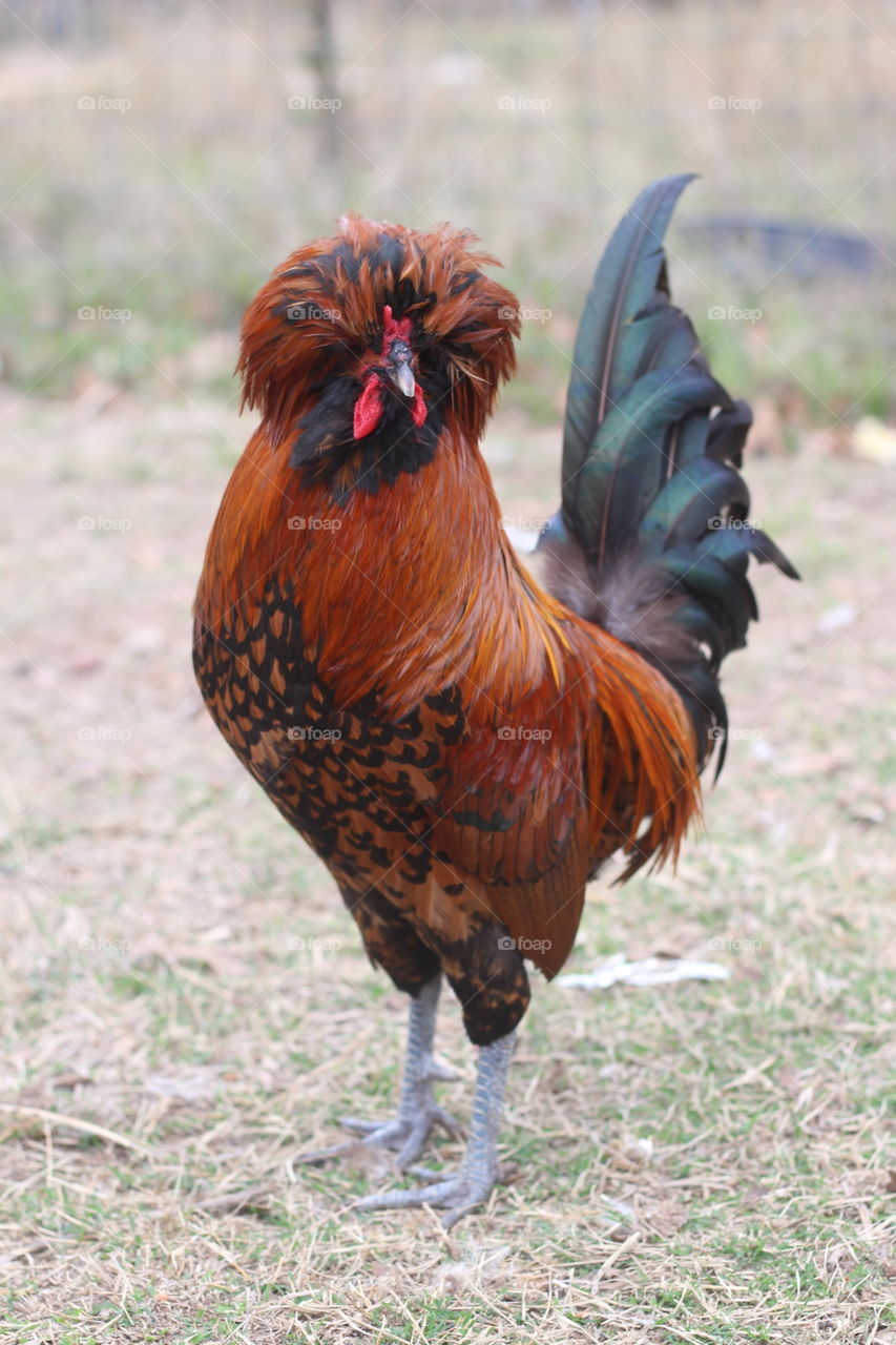 Portrait of a texas rooster
