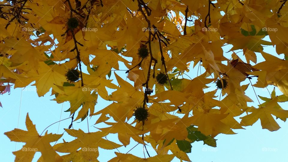 bright yellow leaves against a blue sky
