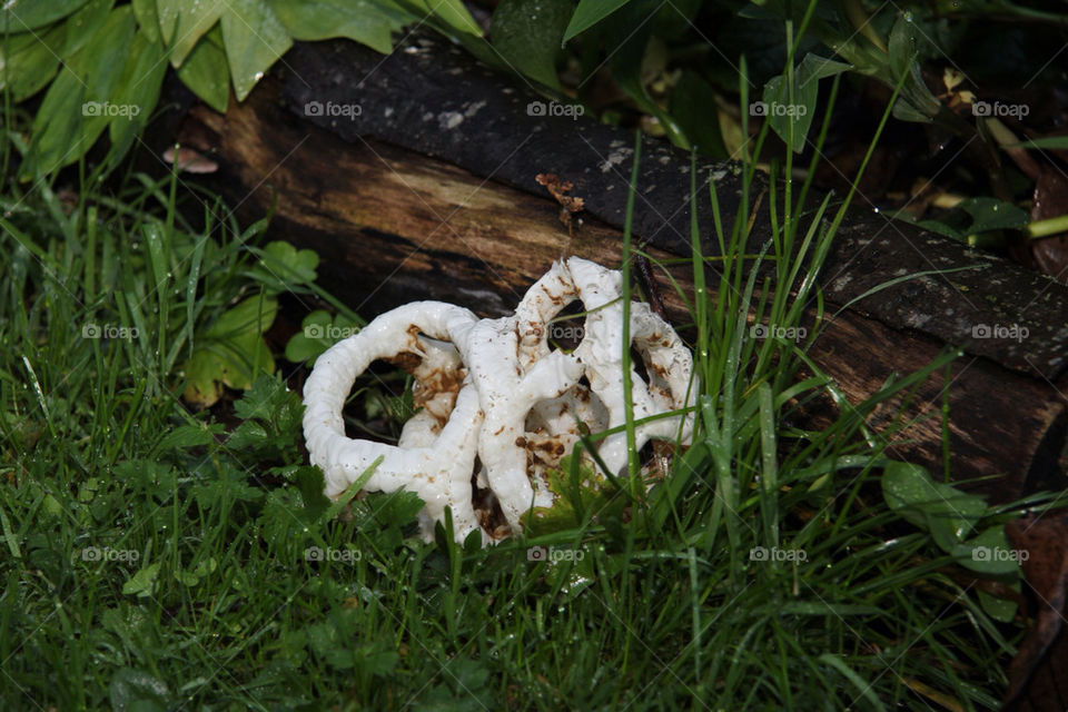 garden wood grass fungus by fraserkitt