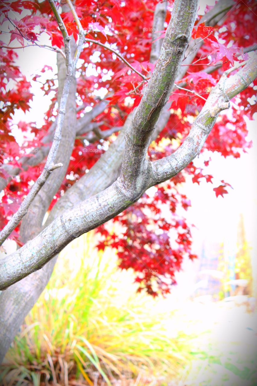 Grey bark with bright fall foliage 